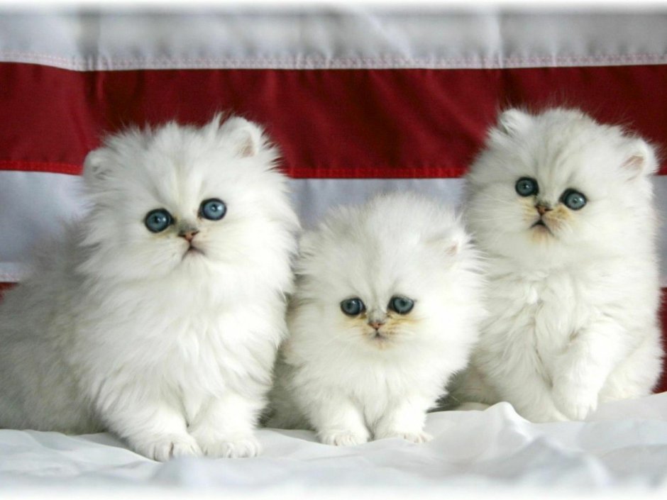 Милый котик