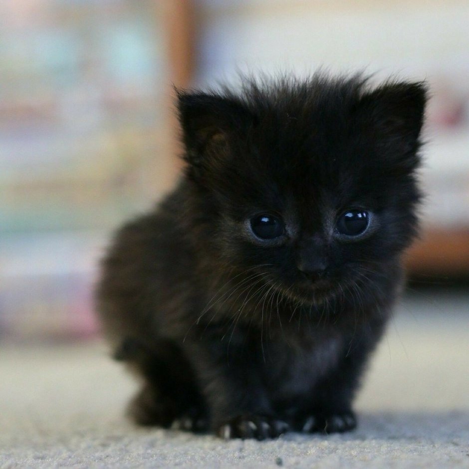 Самый маленький кот