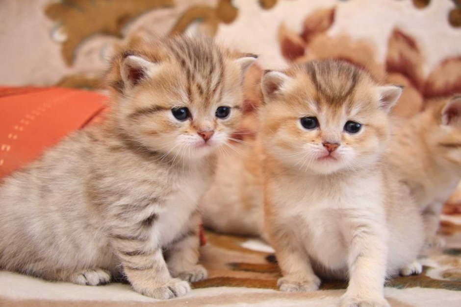 Маленький котенок