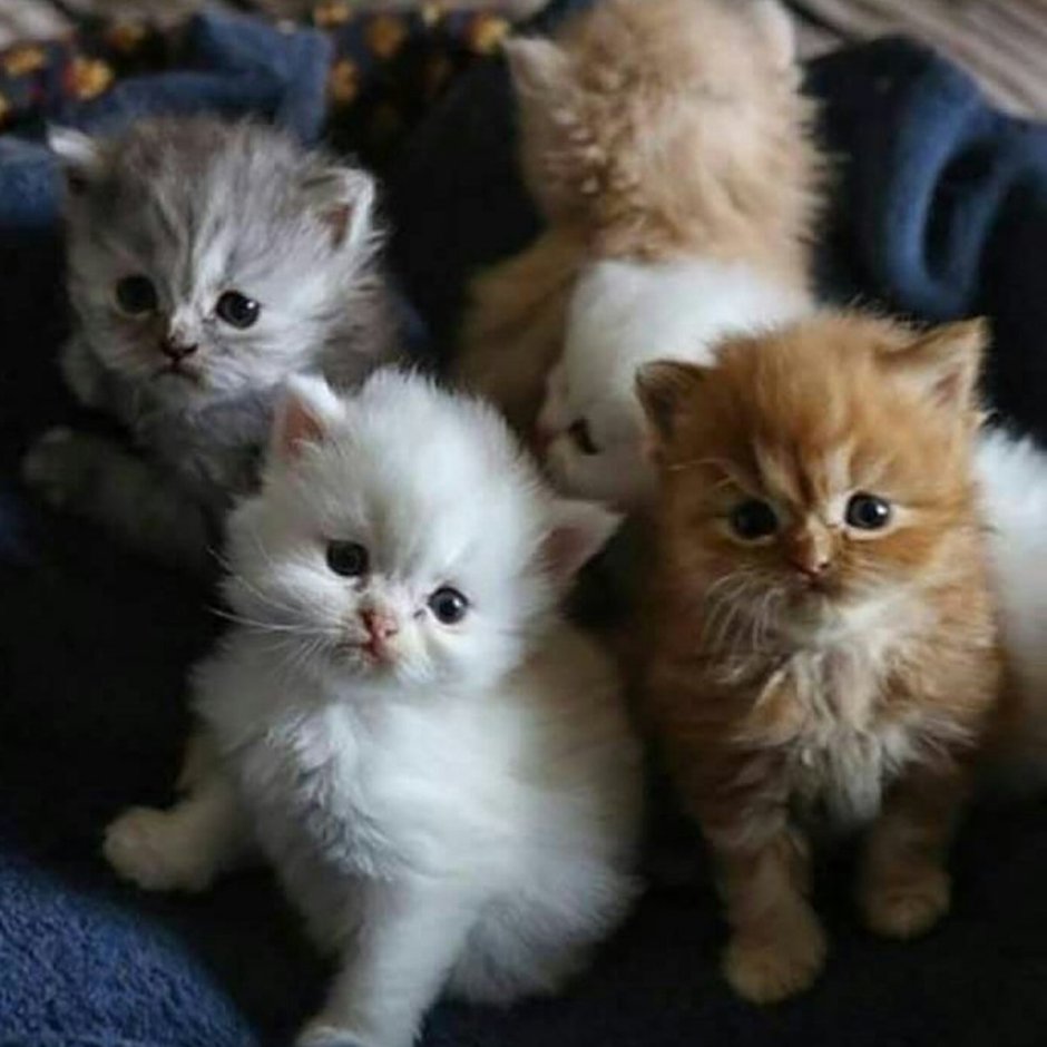 Котята породы каракал