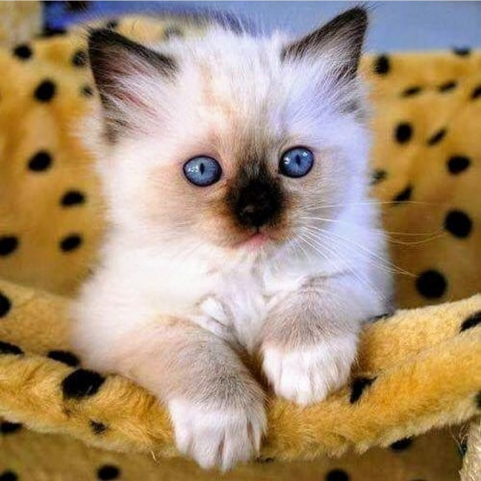Кошка Манчкин котята