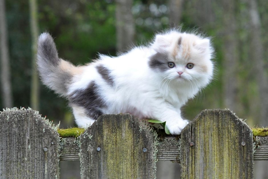Карликовый персидский кот