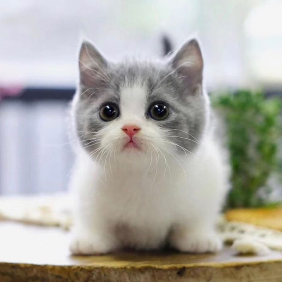 Маленькие чёрные пушистые котята