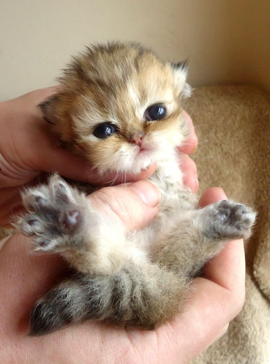 Породистые котята