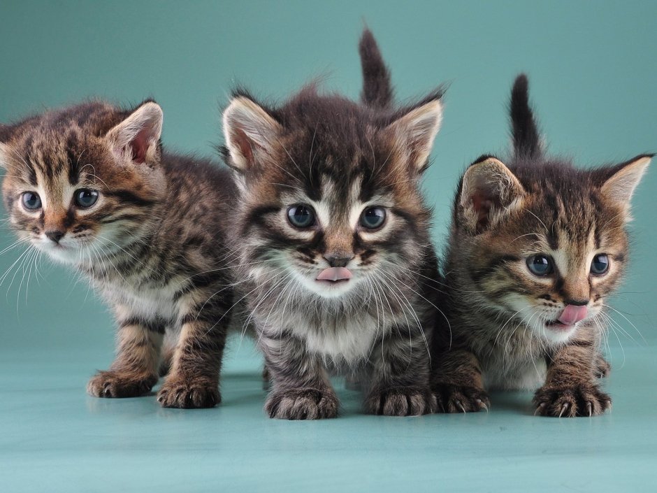 Красивые котики