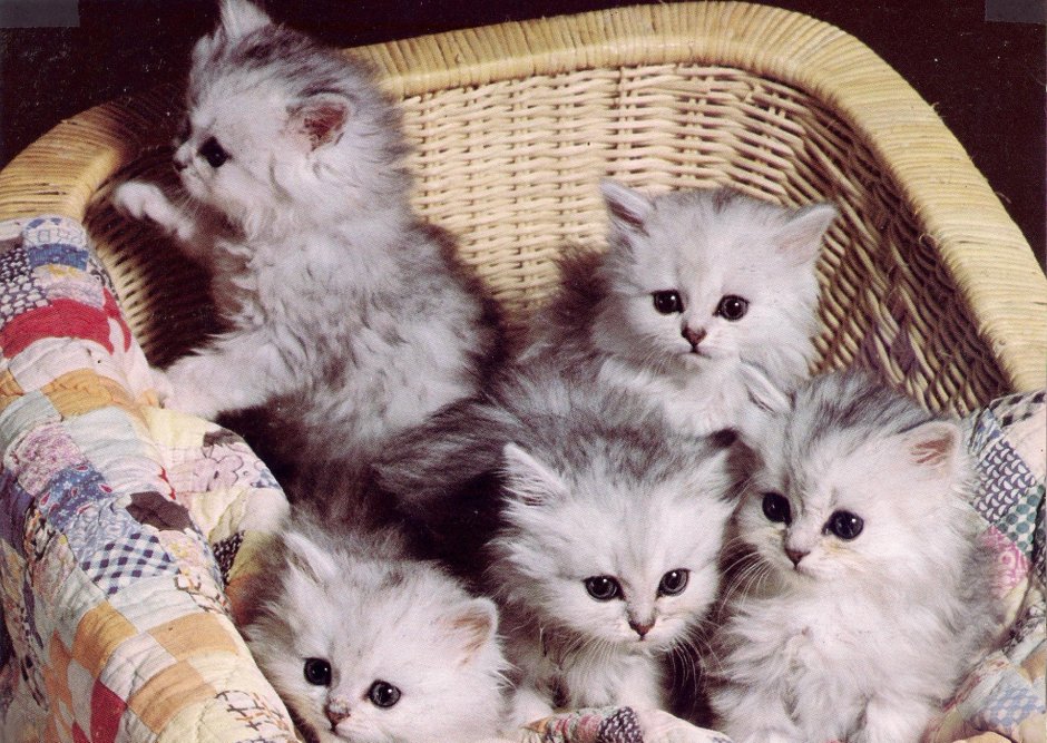 Маленький котенок