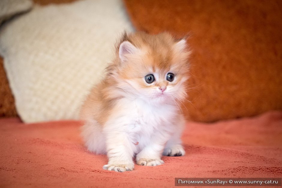 Маленький котенок