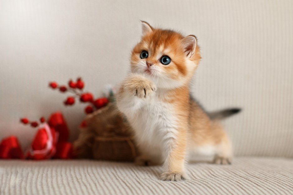 Красивые котята