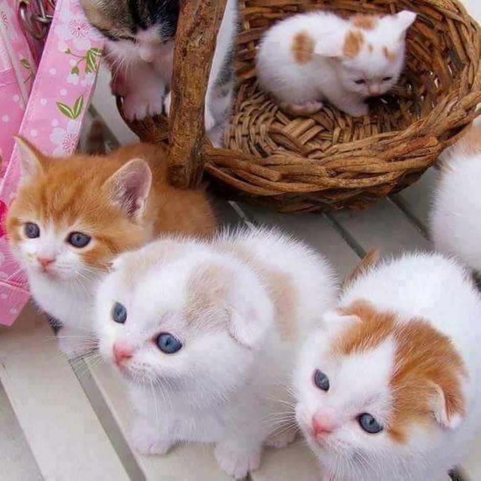 Бенгальский кот