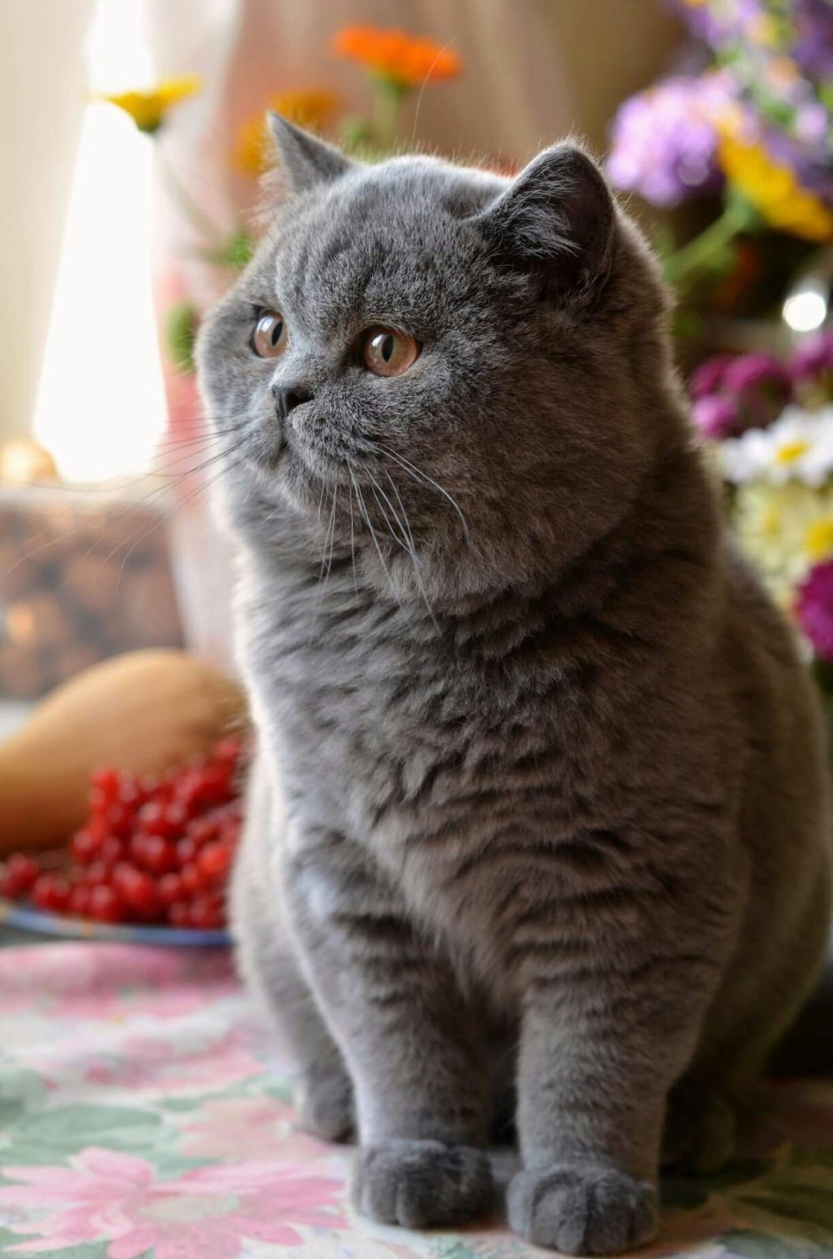 Порода кошек британец короткошерстный