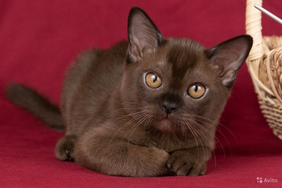 Бурманские котята соболиный мальчик
