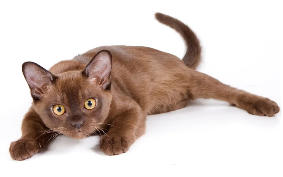 Бурманская кошка соболиного окраса