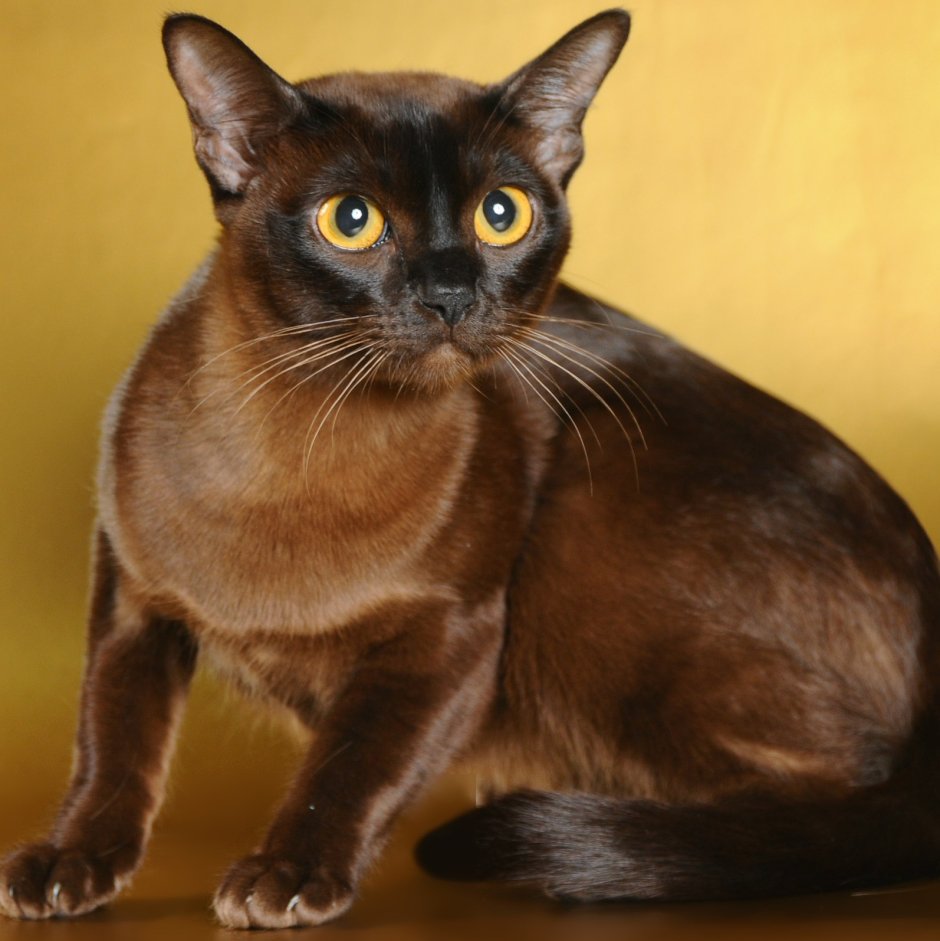 Бурманская кошка шампань