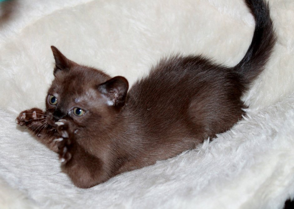 Бурманский кот соболиный