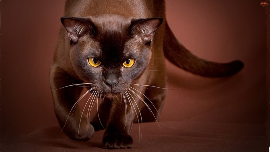 Бурма кошка соболиный окрас