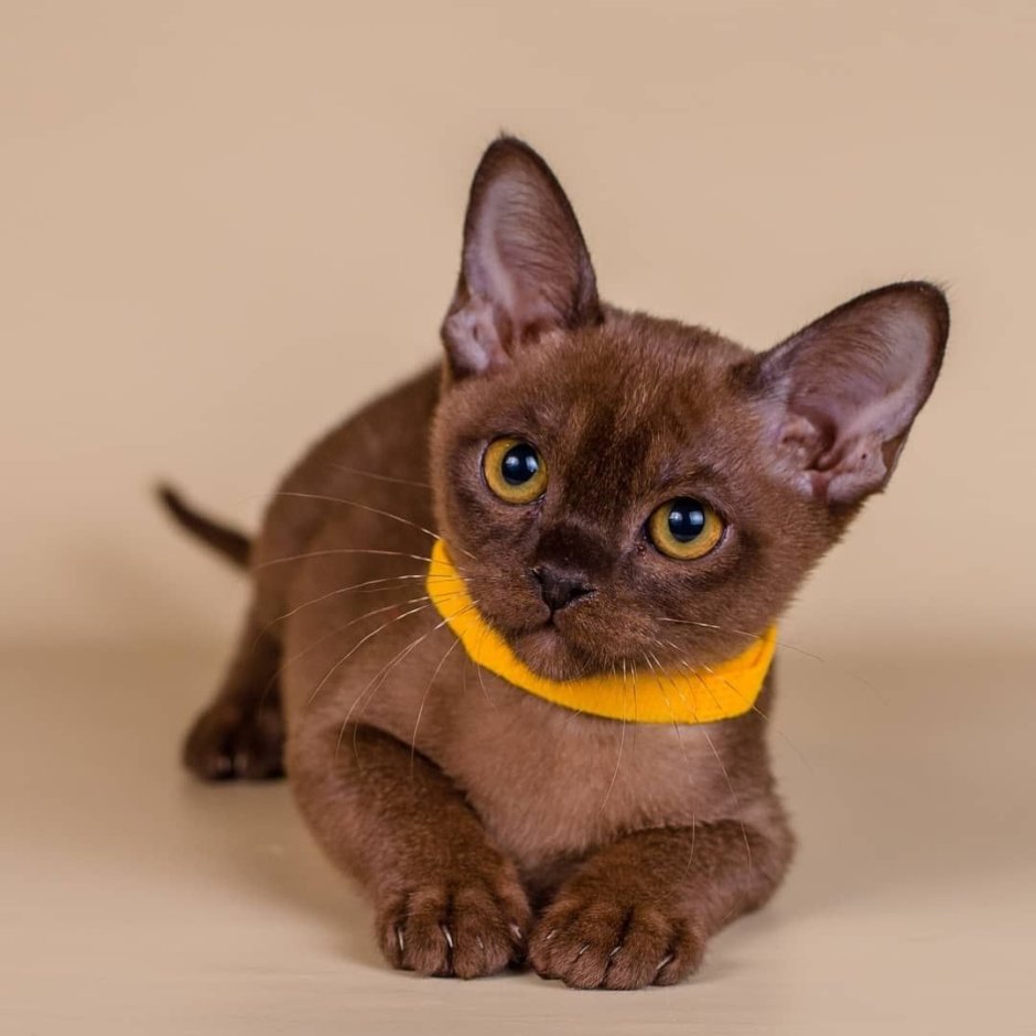 Европейская Бурма Соболиная