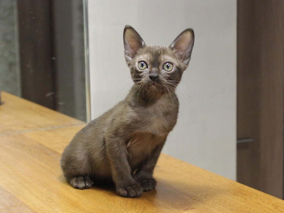 Бурма кошка