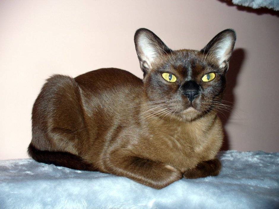 Бурма животик