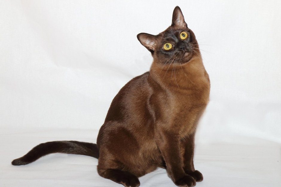 Бурманская кошка американская
