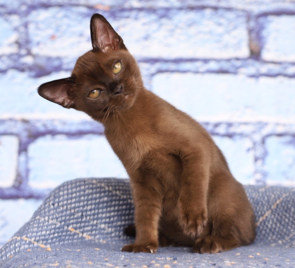 Европейская Бурма Соболиная