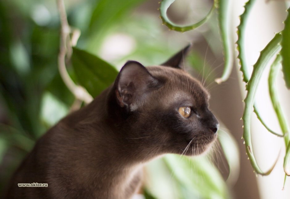 Бурманские котята Тюмень