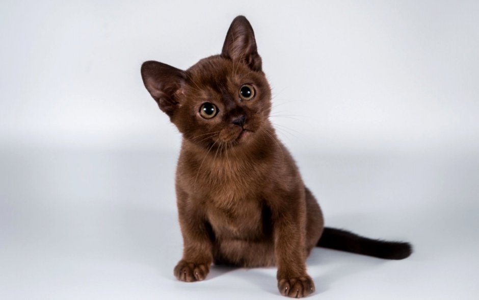 BURSHALY питомник бурманских кошек