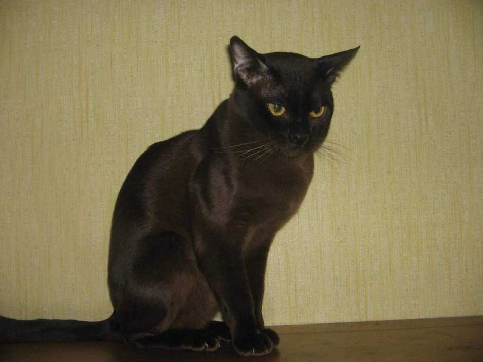 Бурманская кошка