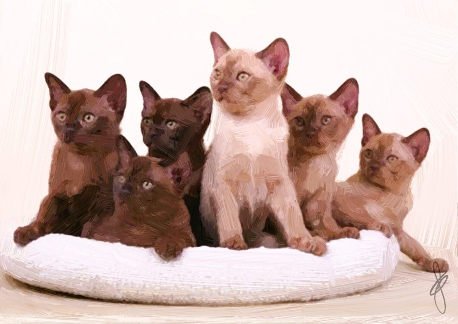 Бурманская кошка шоколадного Соболь