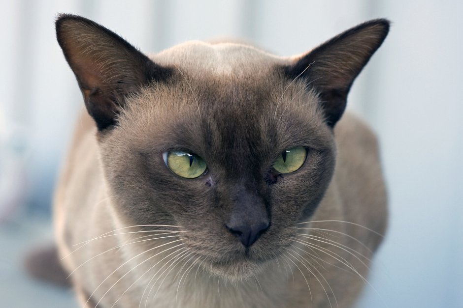 Бурманская кошка Соболь