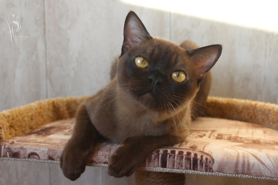Европейская Бурма соболиный окрас