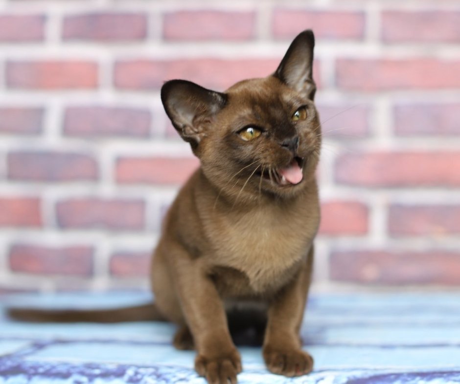 Соболиная Бурма