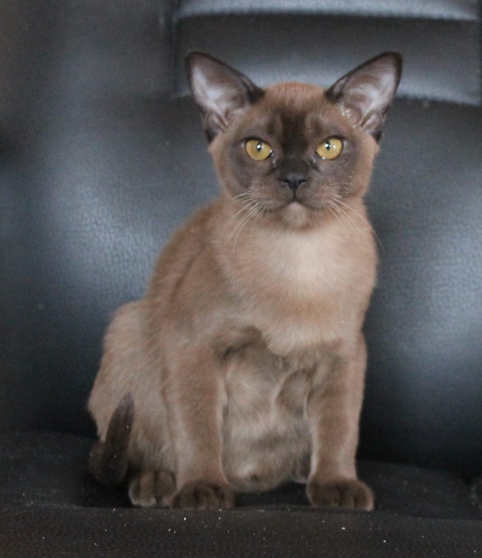 Бурма Бейлис