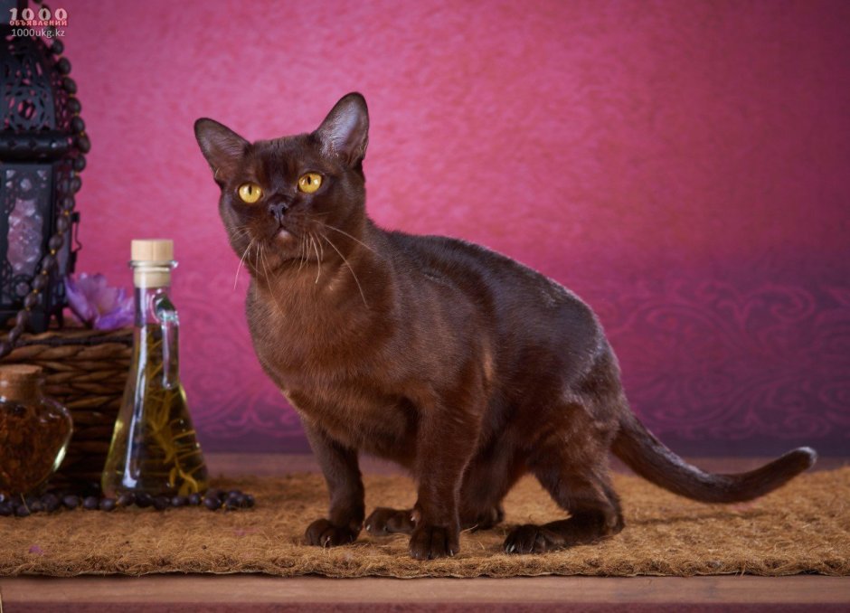 Котята породы Бурма