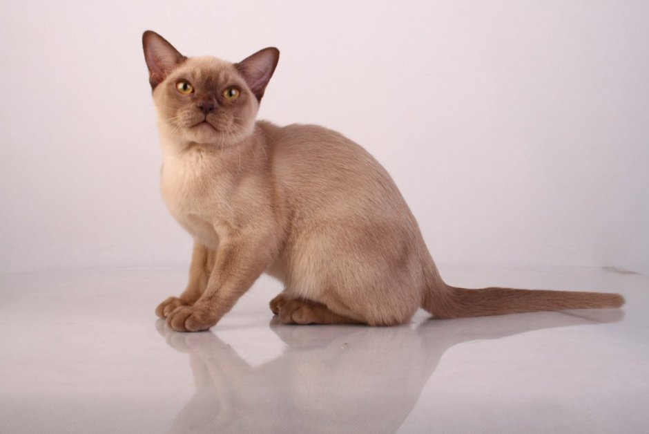 Чистокровная Бурма Соболиная. Чемпион