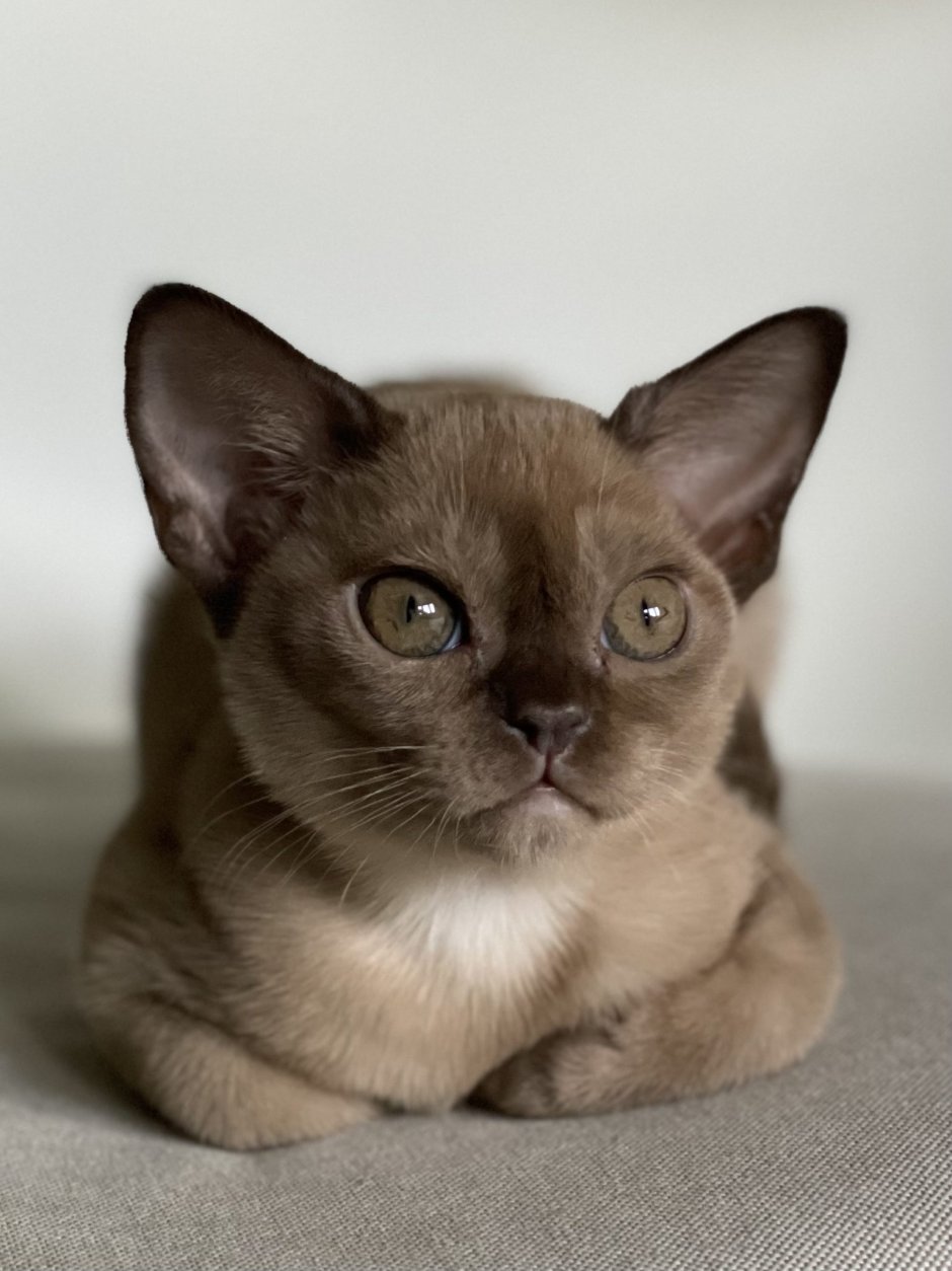 Европейская Бурма Соболь