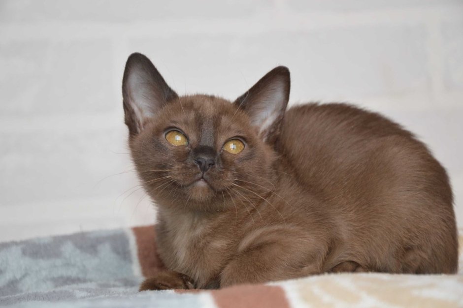 Бурманская порода кошек аллергия