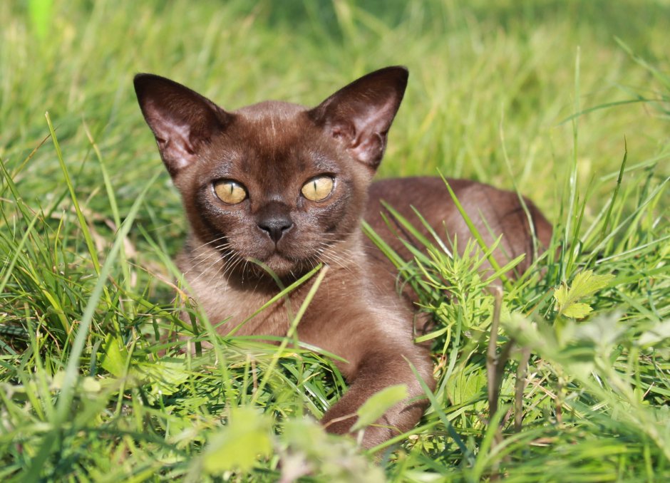 Бурманская кошка