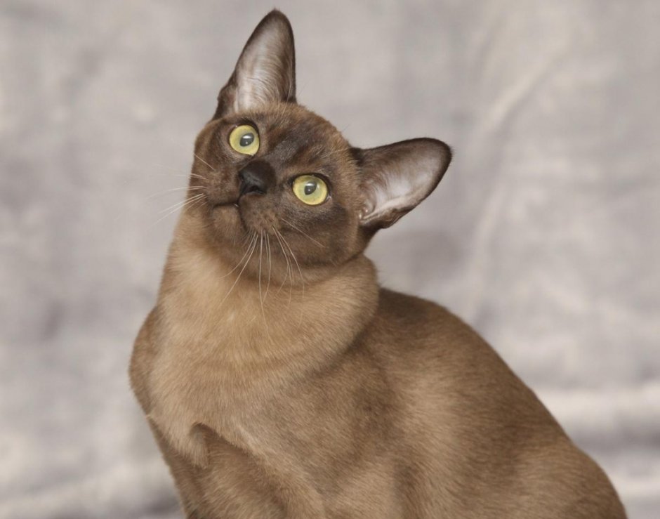 Бурма соболиный окрас