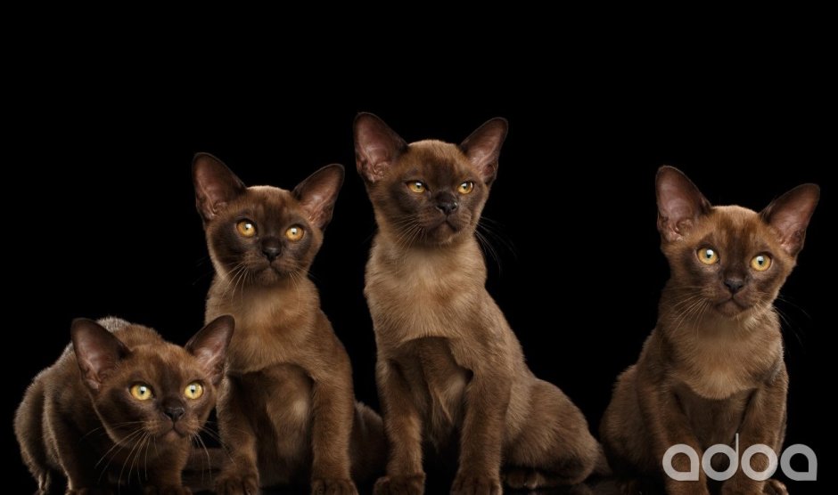 Котята европейской Бурмы