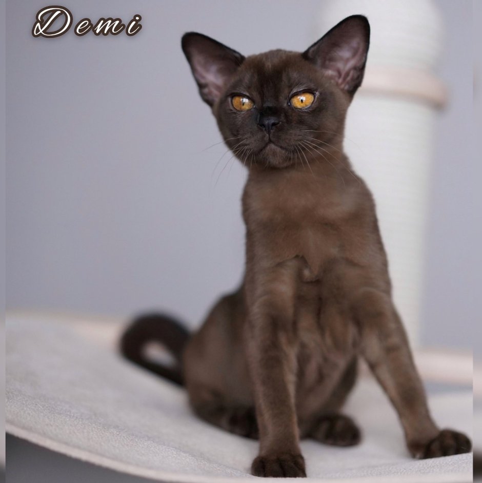 Бурманская Соболиная