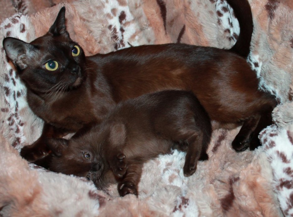 Кошка американская Бурма