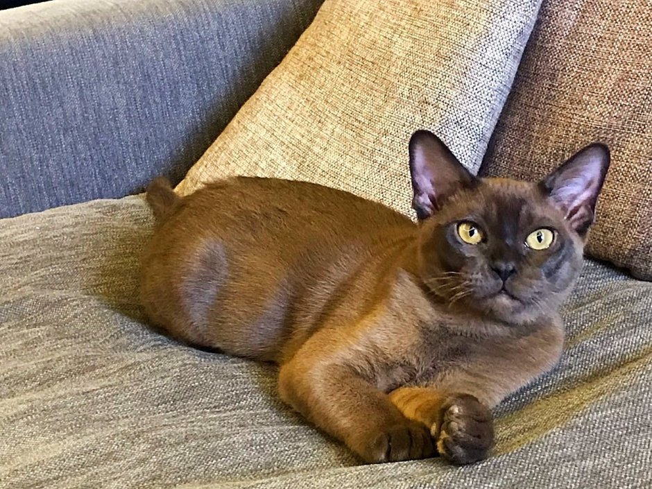 Бурманская кошка соболиного окраса