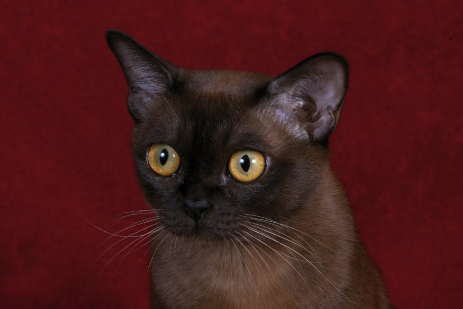 Европейская Бурманская кошка