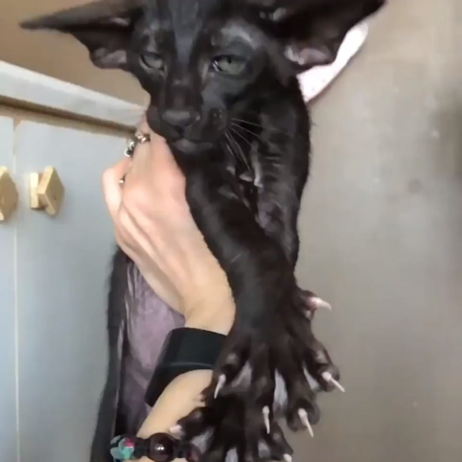 Сфинкс Тима Бертона