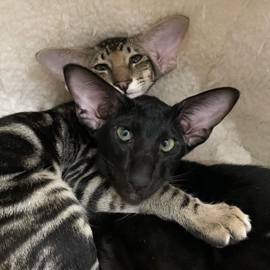 Коты ориенталы грузины