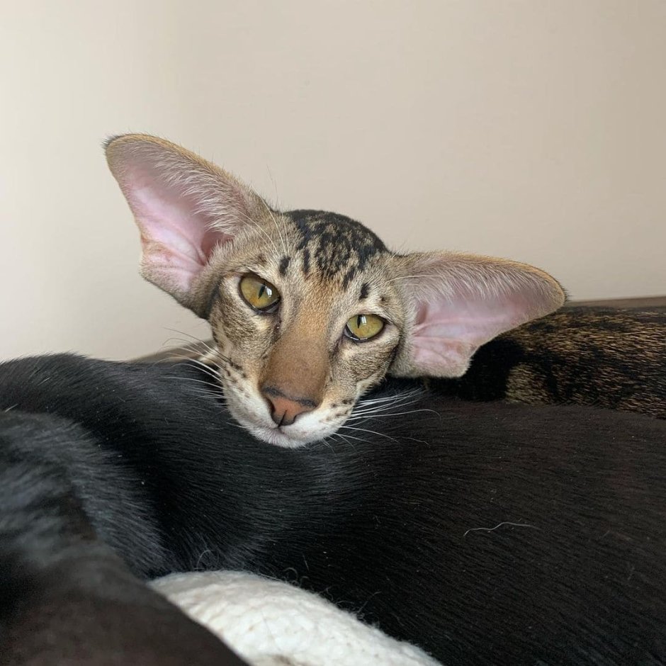 Коты ориенталы Эльф