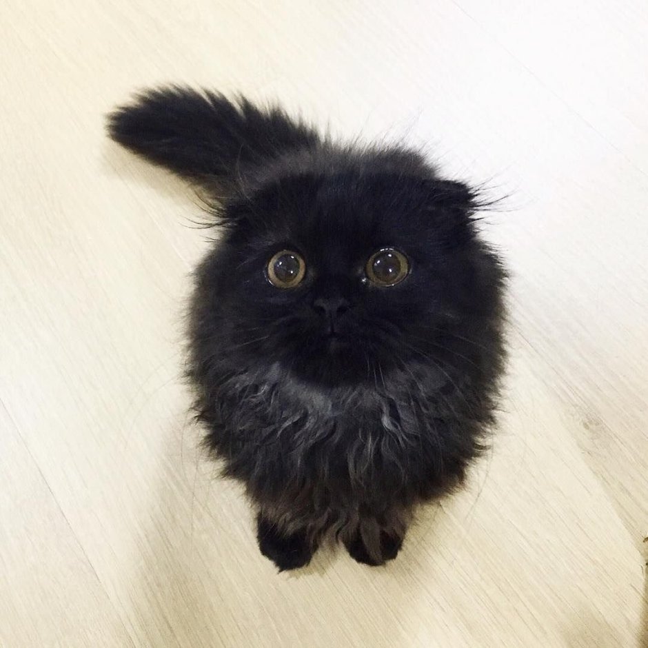Коты Гимо