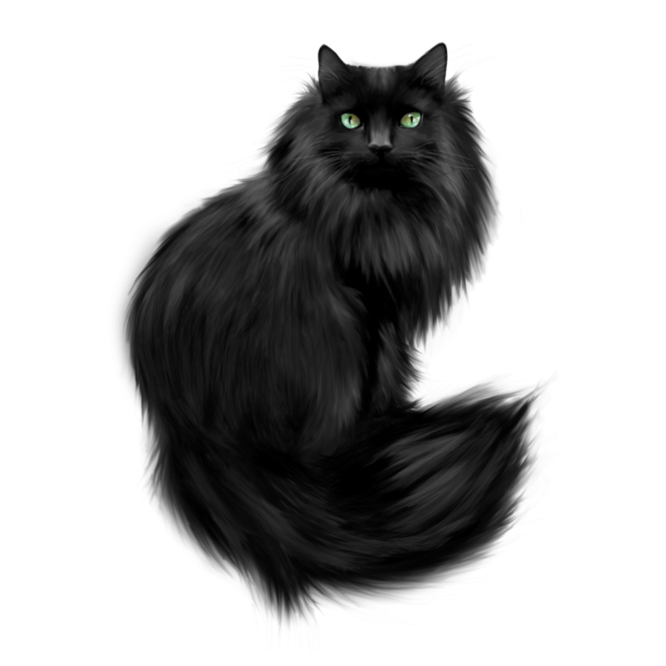 Черная кошка на белом фоне