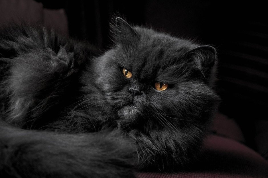 Длинношерстная черная кошка