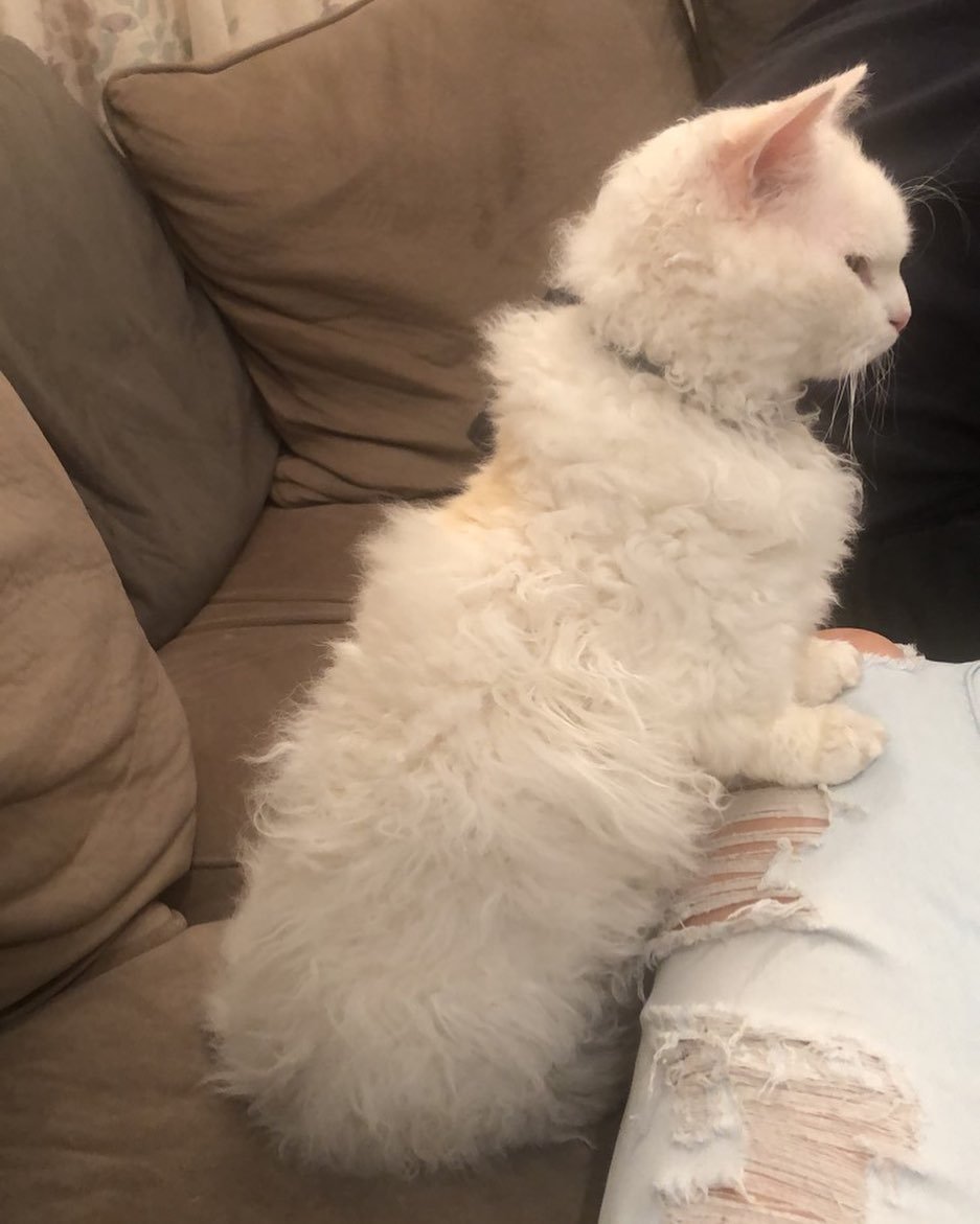 Селкирк рекс котята